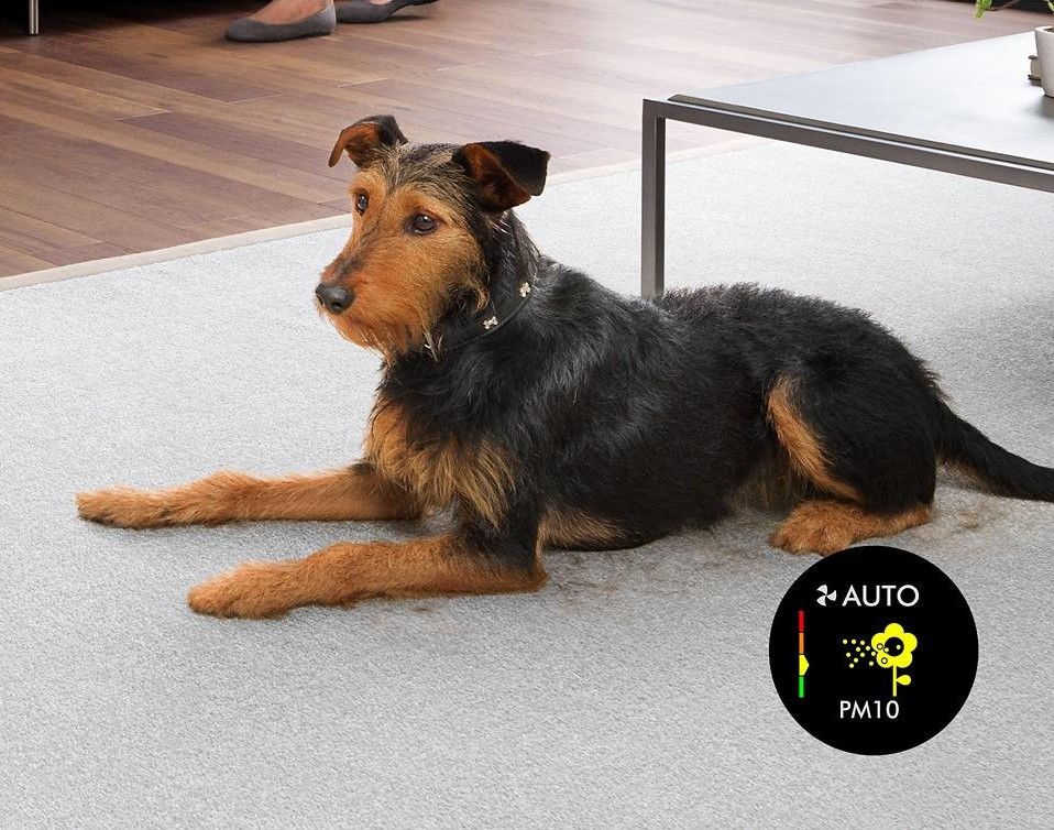 Pet odours, allergens and dander