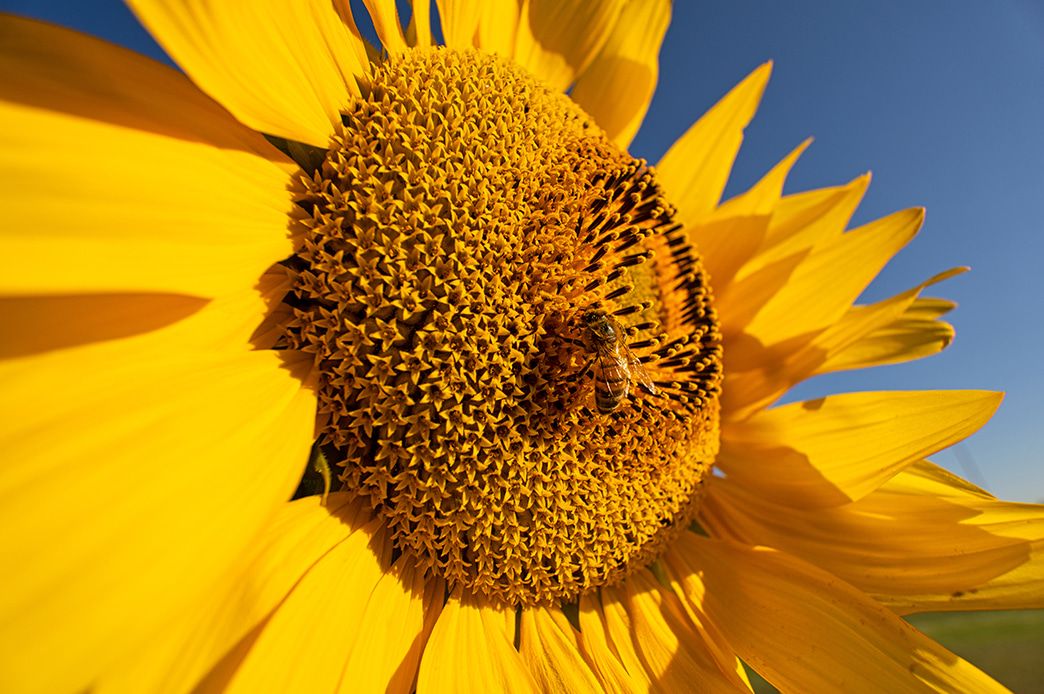 Indulge in the exciting world of wide-angle macro with an MOD (Minimum Object Distance) of 0.15m (5.9in)