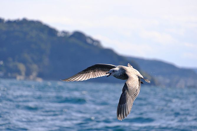 Best-in-Class Autofocus VXD That’s Fast and Precise, Great for Bird and Animal Photography