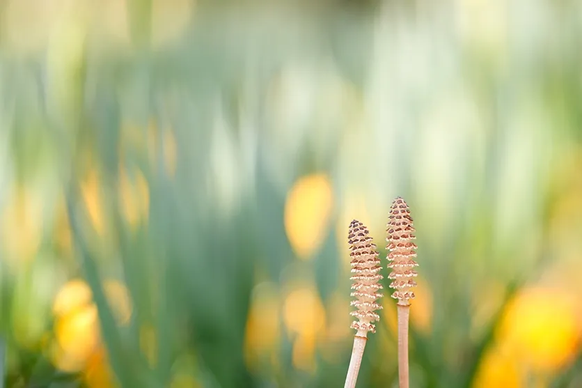 Macro shooting at 1:1 magnification that immerses you in the macro world